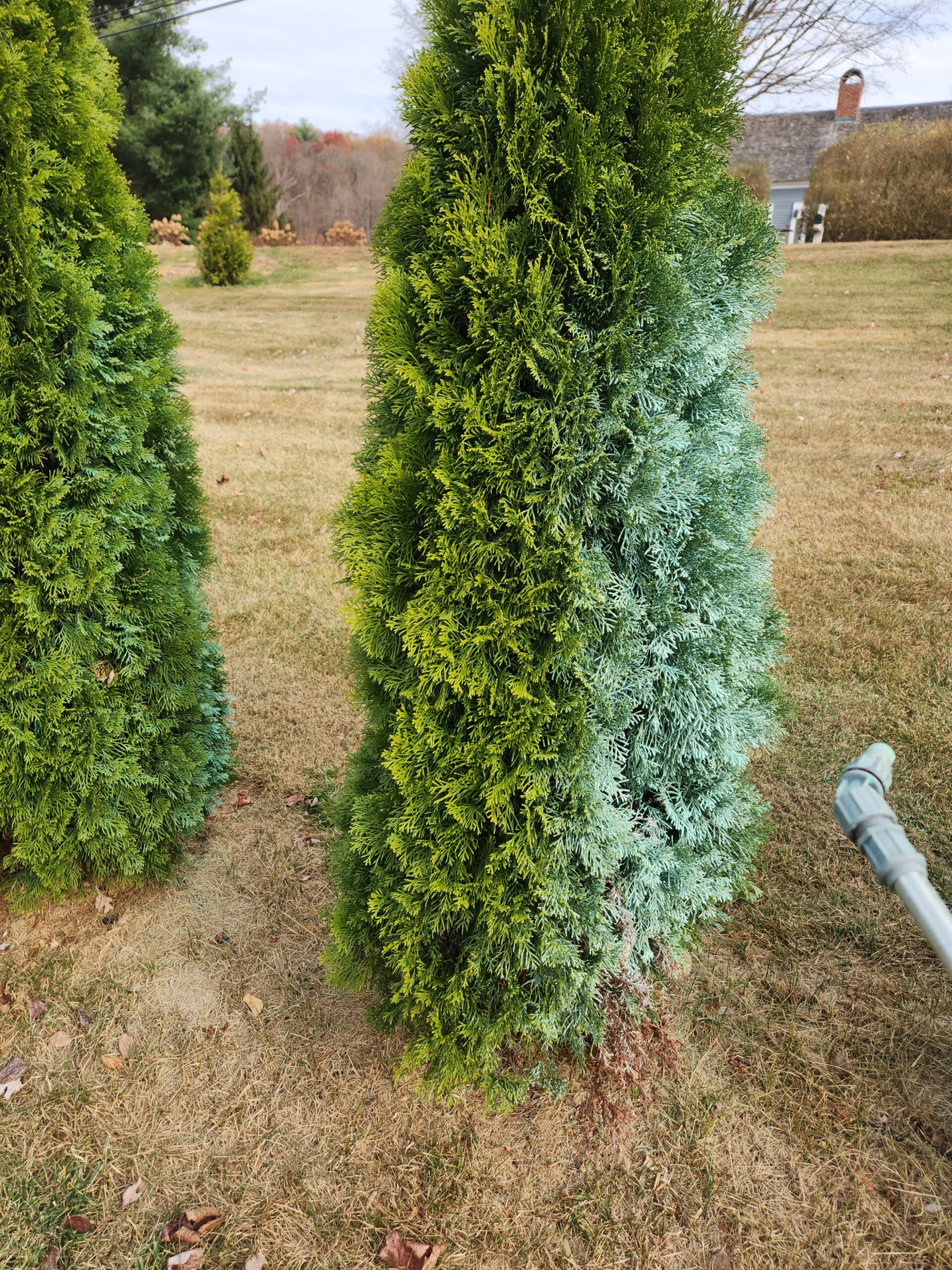 Tree getting sprayed with deer repellent