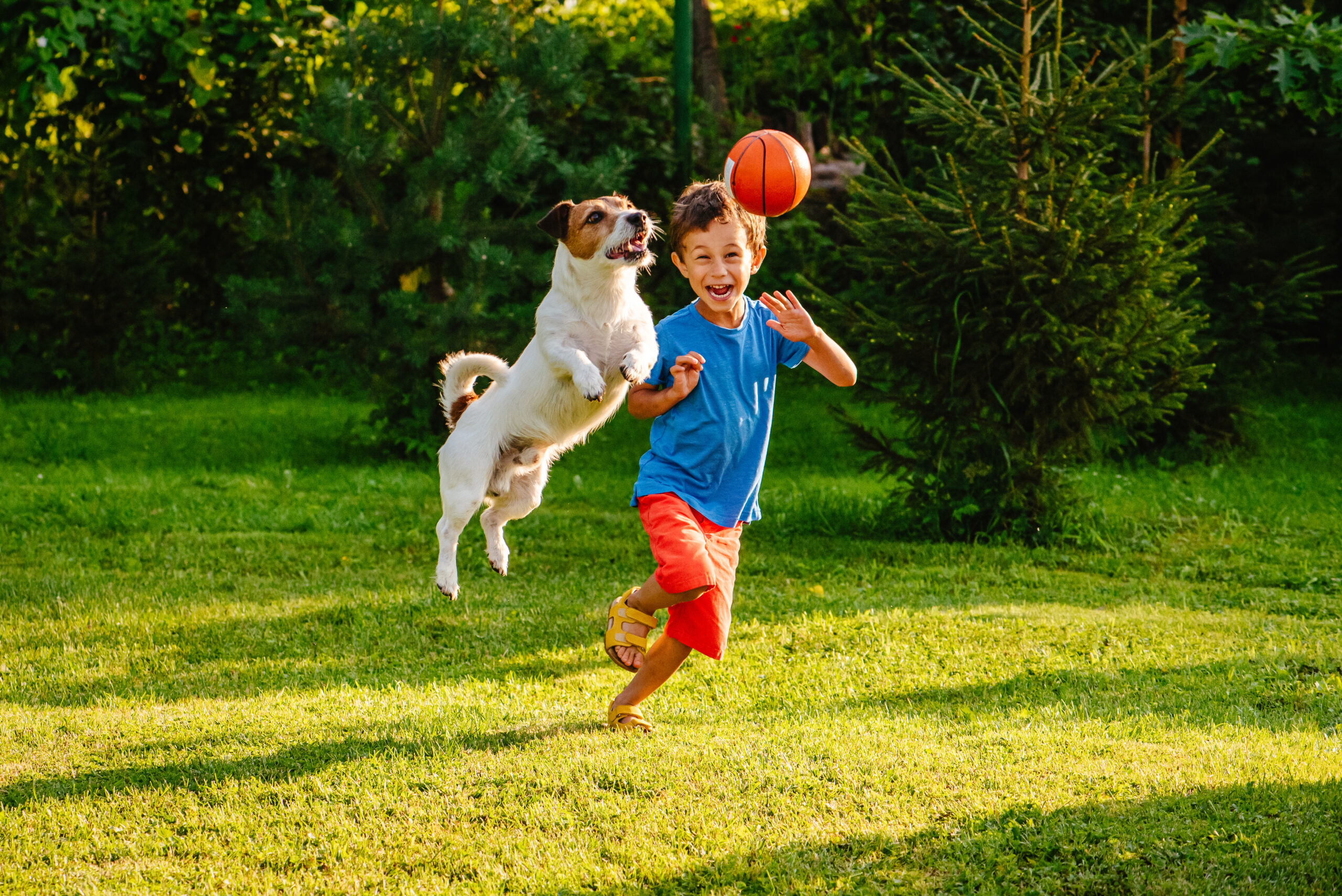 Jack Russell Terrier jumping to catch ball