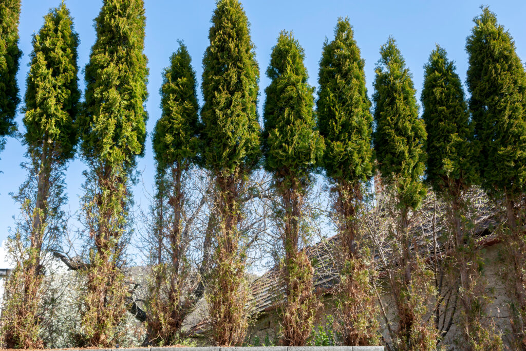 Thuja (Arborvitae) branches and needles eaten by deer in the winter season. Deer damage to Cedar hedge.