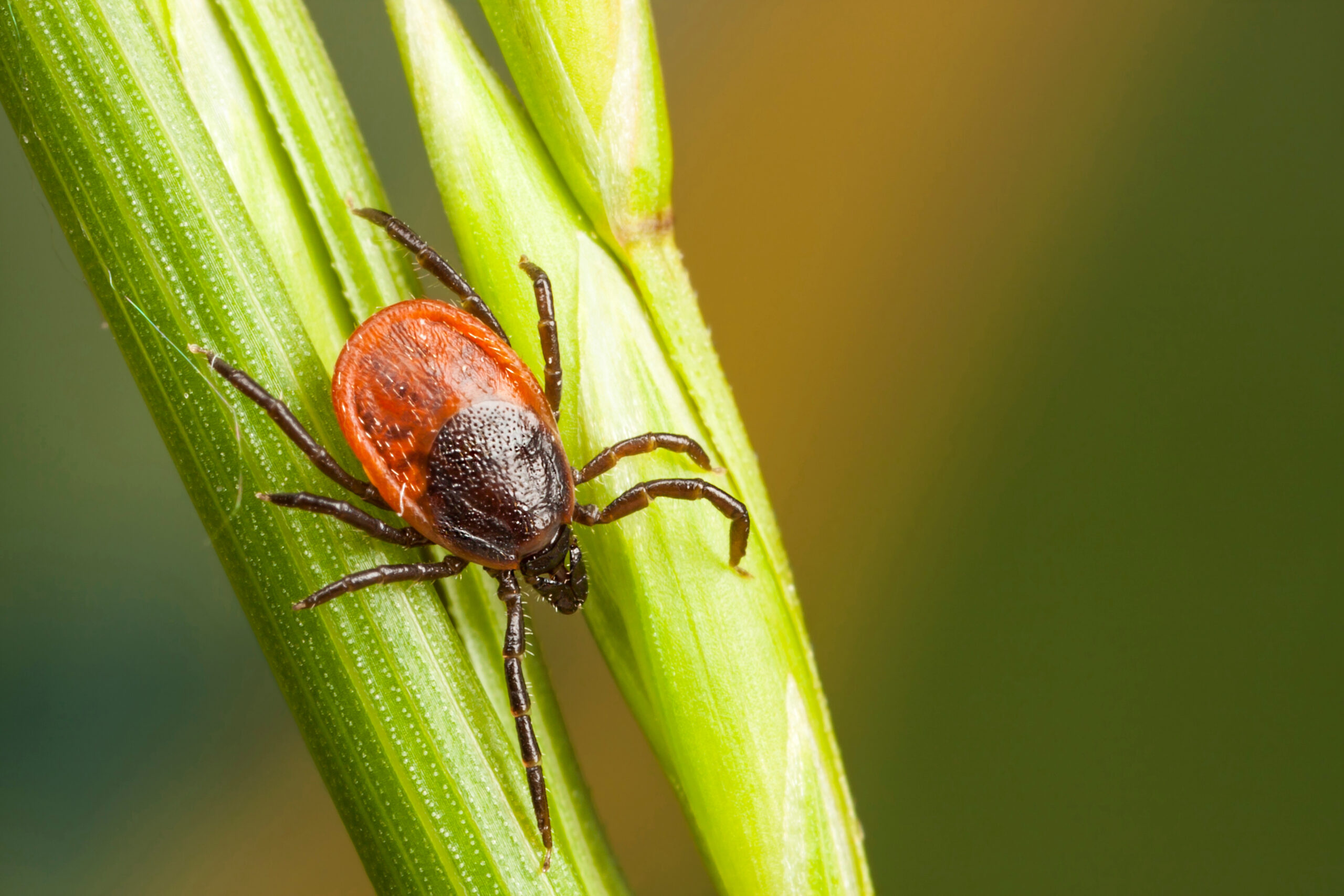 Tick on a plant straw