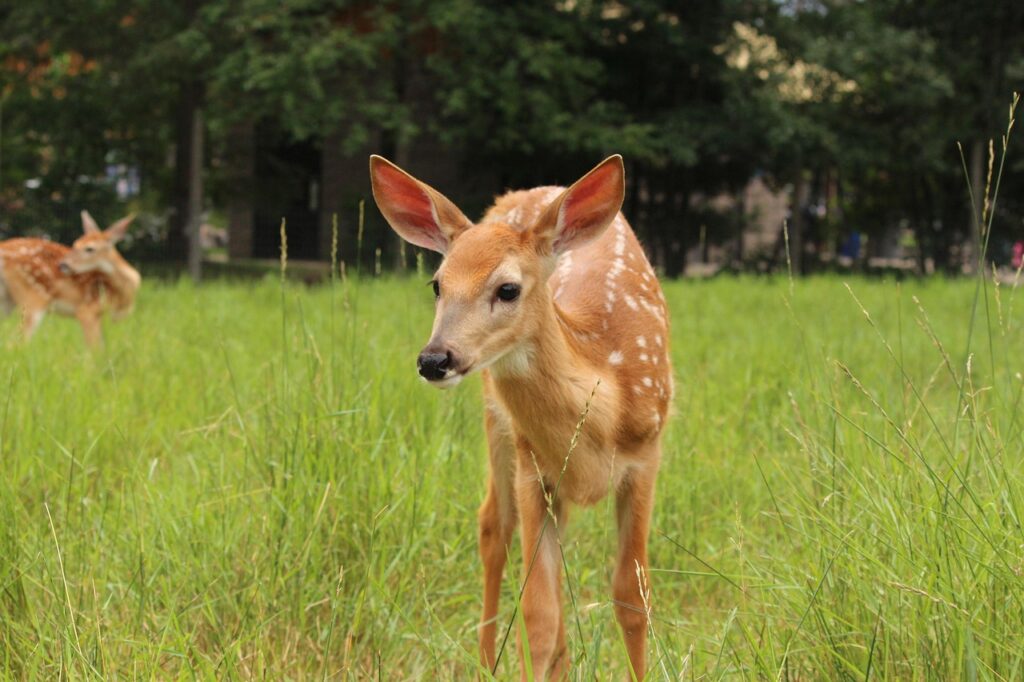 whitetail deer in a field
